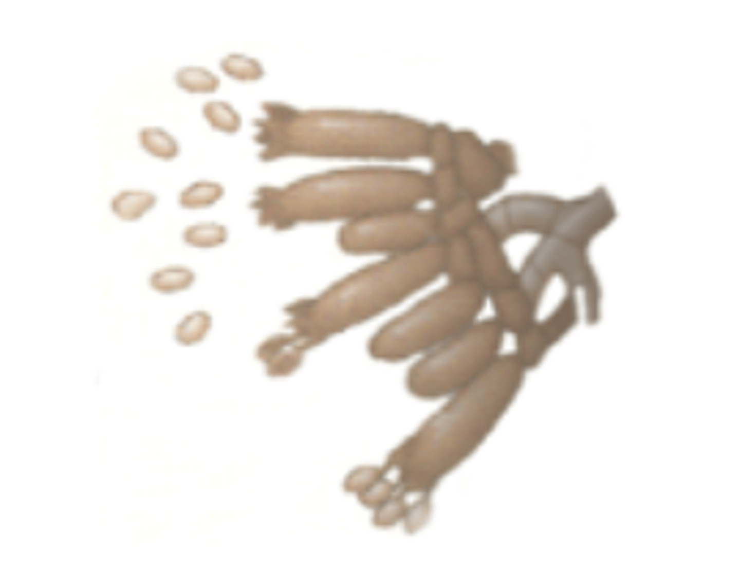 <p>Elaborate fruiting body (basidiocarp)containing many basidia that producesexual spores (basidiospores)</p>