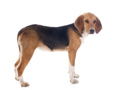 <p>Origin: France</p><p>Height: 18-20 in</p><p>Weight: 42-46 lbs</p><p>Life Span: 12-13 yrs</p><p>Type: Scent Hound</p>