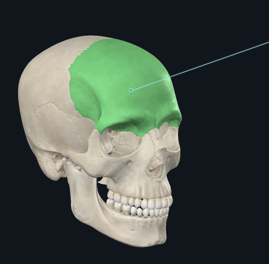 <p>What part of the skull is this?</p>