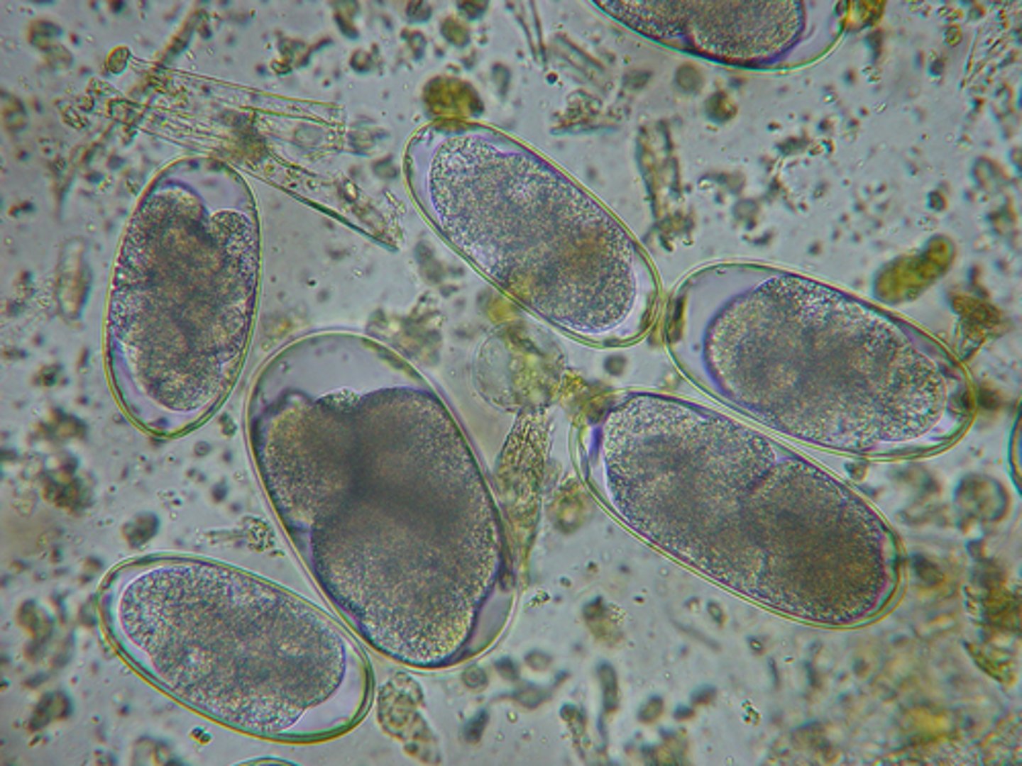 <p>Parasites that infect adult horses and produce eggs that look like this are most likely:</p>