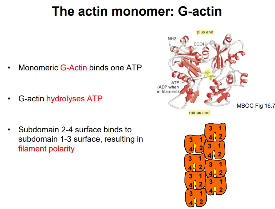 <ul><li><p><strong>F-actin</strong> (filamentous actin) is a <strong>linear </strong>polymer of a <strong>single </strong>globular monomer, <strong>G-actin</strong></p></li><li><p>it is a <strong>left-handed helix </strong>with 13 monomers per turn (37nm)</p></li><li><p>each G-actin binds and hydrolyses <strong>one ATP</strong> to <strong>spontaneously self-assemble </strong>(once three monomers have bound together)</p></li><li><p>one surface (2-4 subdomain) binds <strong>preferentially </strong>to the <strong>opposite </strong>surface (1-3 subdomain), so the filament is <strong>polar</strong></p></li><li><p><strong>polymerisation </strong>happens at the <strong>plus </strong>end, which has a<strong> greater binding affinity to ATP-bound G-actin</strong></p></li><li><p>after addition, the G-actin monomers <strong>hydrolyse </strong>the ATP <strong>slowly</strong>, so that the <strong>minus </strong>end is made up of <strong>ADP-bound </strong>G-actin, which can <strong>dissociate </strong>(this is called <strong>treadmilling</strong>) </p></li></ul><p>however the rate of filament assembly and disassembly is normally controlled by <strong>actin-binding proteins</strong>, by:</p><ul><li><p><strong>nucleation</strong>- holding the three monomers together to allow for self-assembly</p></li><li><p><strong>capping</strong>- binding to the plus end to prvent further polymerisation</p></li><li><p><strong>severing</strong>- cutting the filament to induce depolymerisation</p></li><li><p><strong>sequestering</strong>- binding to monomers to prevent incorporation </p></li><li><p><strong>bundling</strong>- bind to actin filaments to connect them</p></li></ul><p></p>