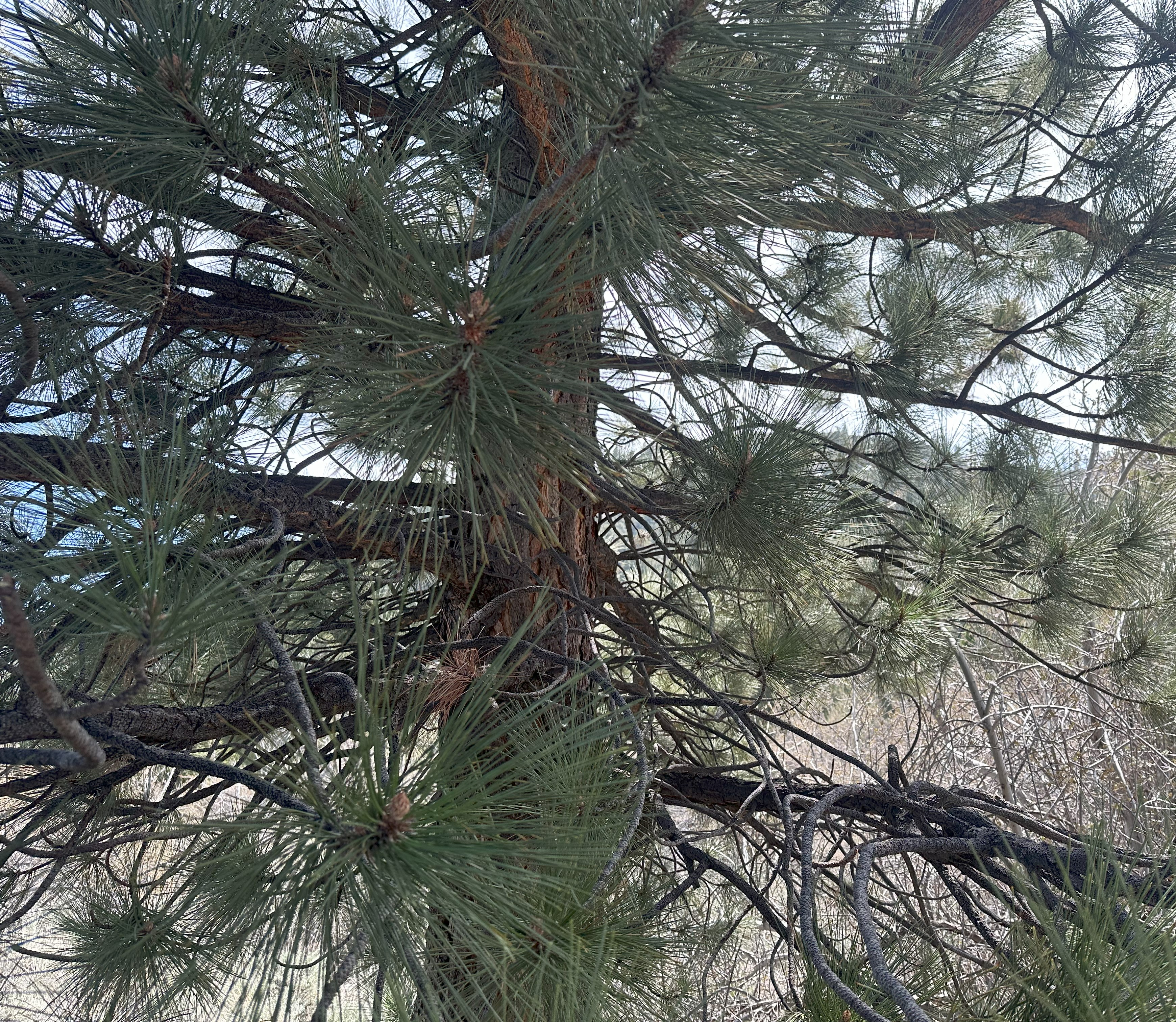 <ul><li><p>3 per bundle</p></li><li><p>hooks, no spines</p></li><li><p>Distinguishable through cone</p></li></ul>