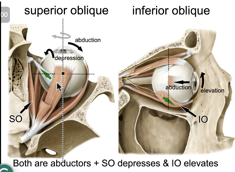 <p>inferior rectus &amp; superior oblique</p>
