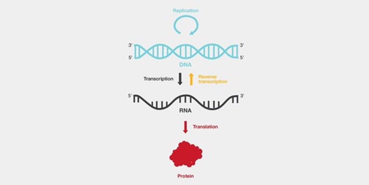 <p>Process: DNA → RNA → Protein synthesis.</p>