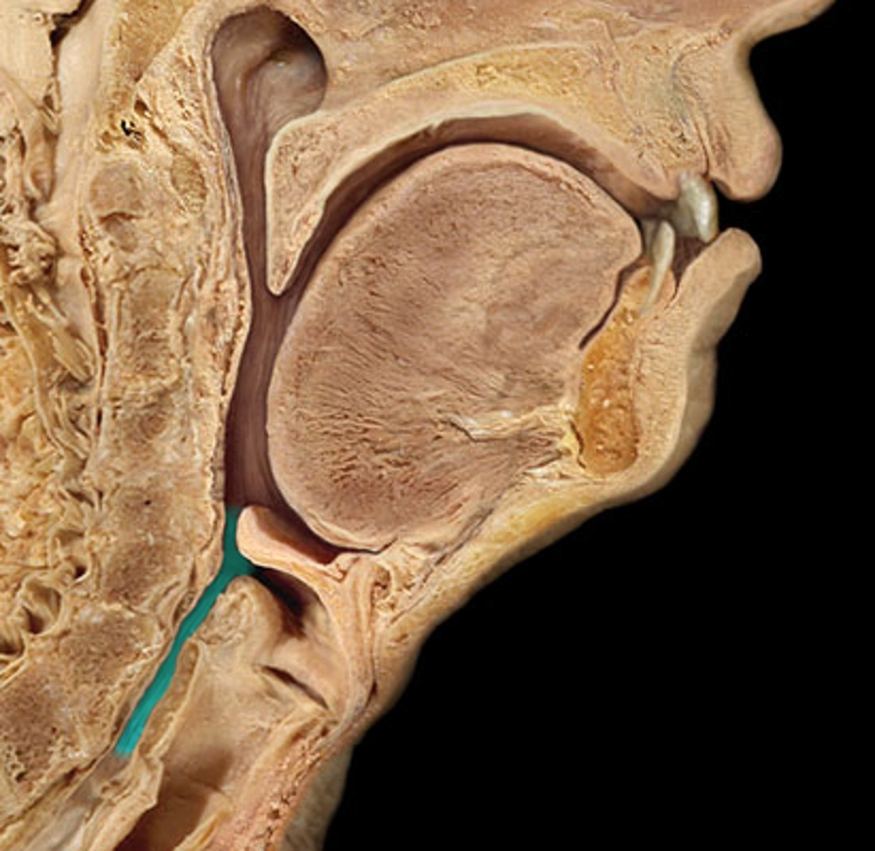 <p>lower part of the pharynx; aids in digestion and respiration</p>