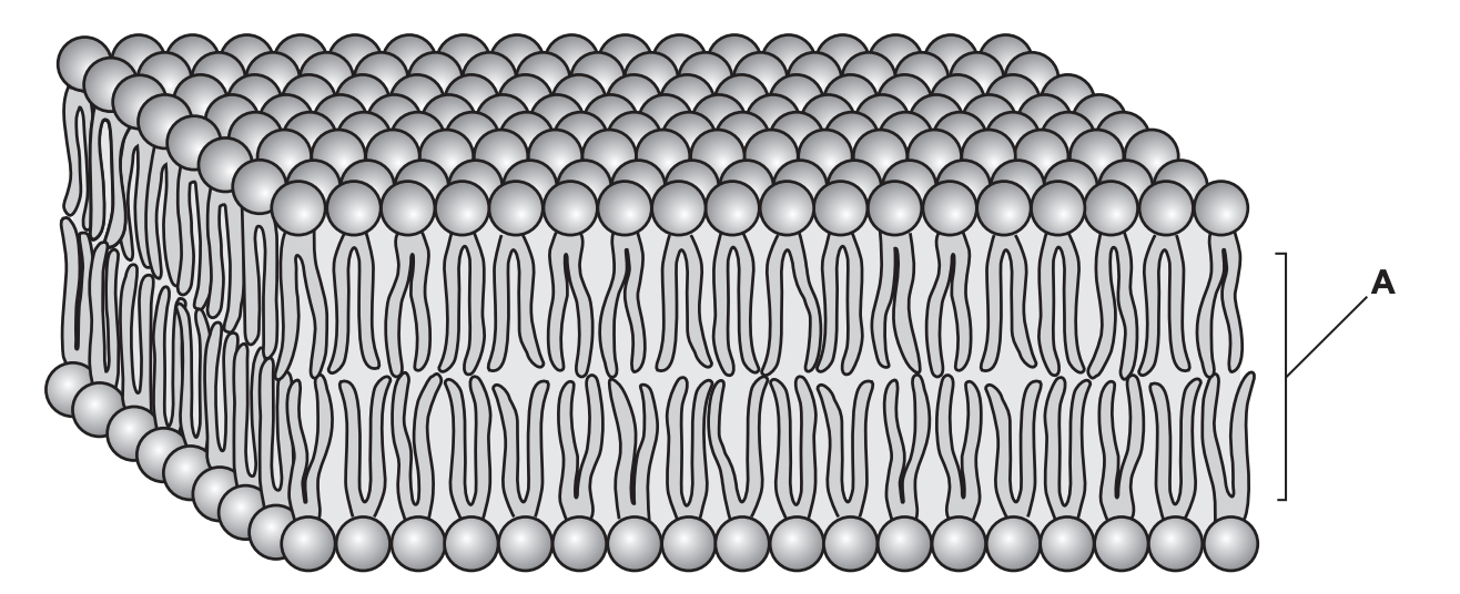 Diagram is apart of the plasma membrane of a Chromista cell.

State and explain how region A contributes to stability of the plasma membrane