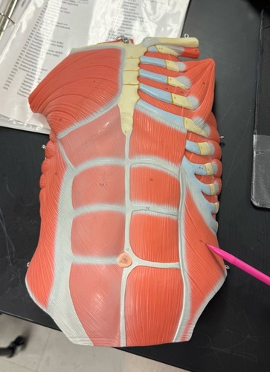 <p>internal abdominal oblique</p>