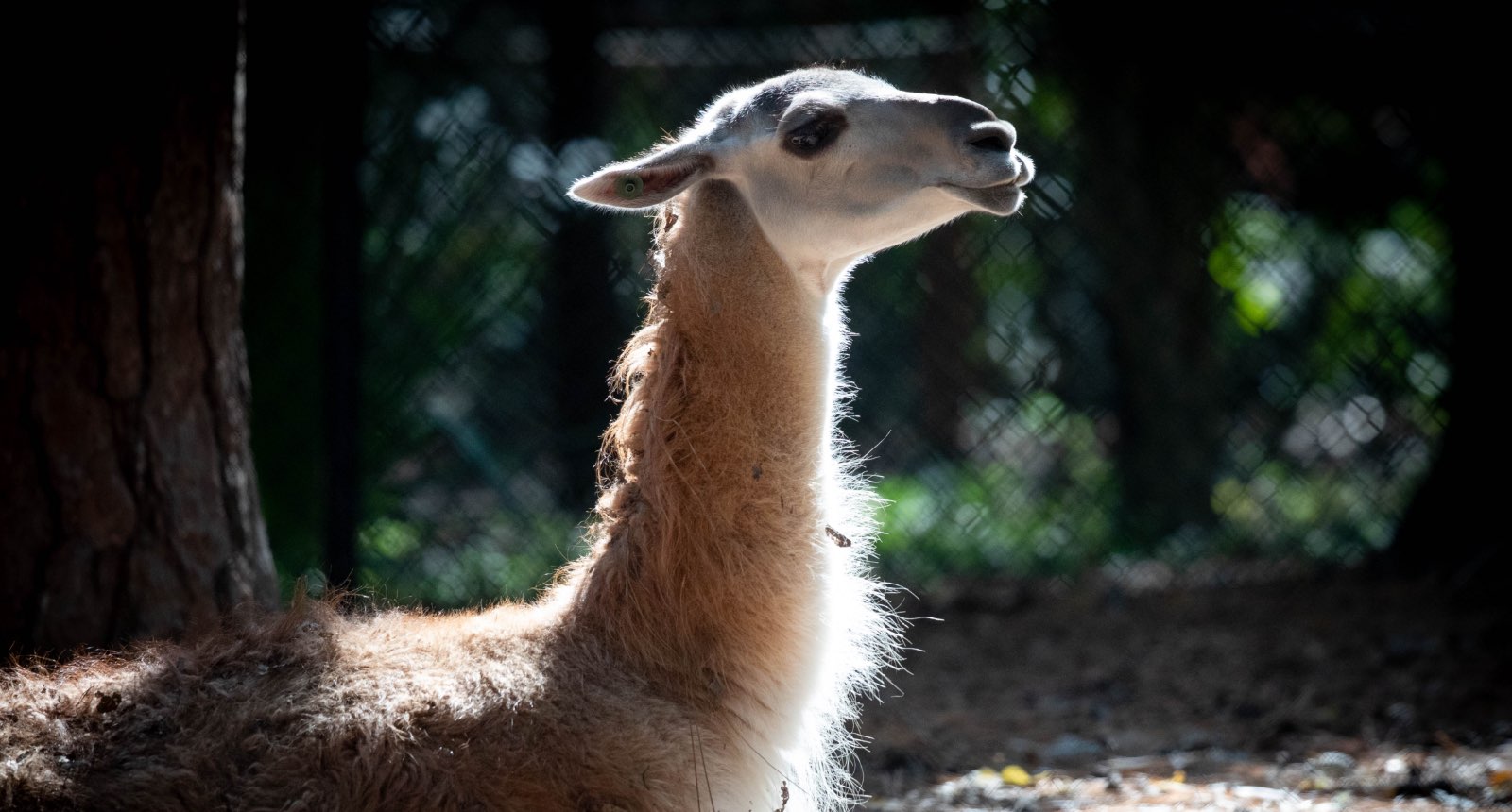 Guanaco