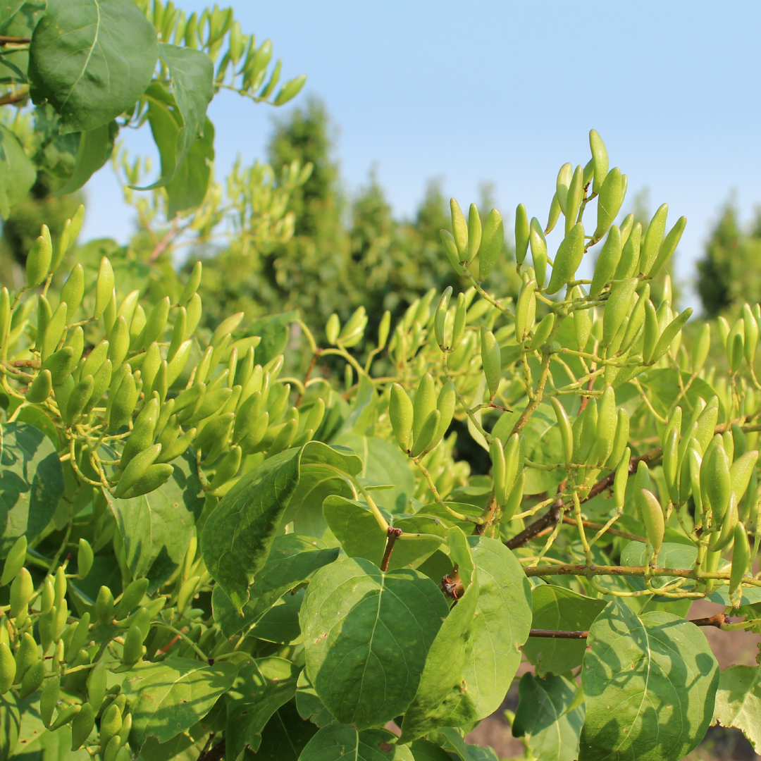 <p>Small tree, net-like leaf venation, simple entire rounded leaves held oppositely, persistant upright capsules in clusters, panicles of flowers, paired terminal buds, prominent horizontal lenticels all the way down trunk</p>