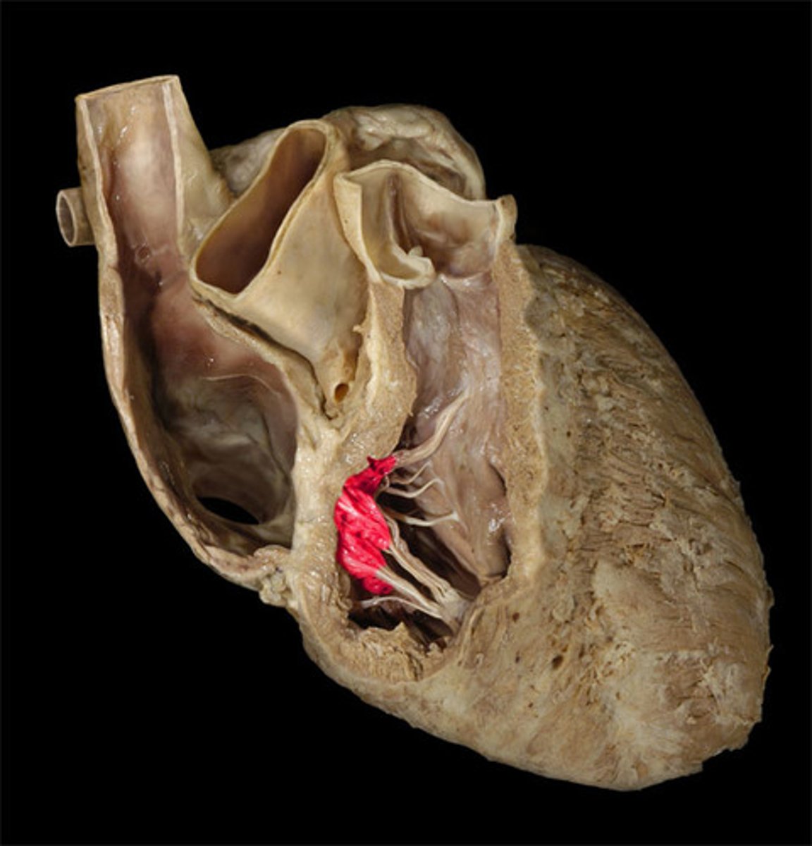 <p>The valve located between the right atrium and right ventricle, preventing backflow of blood.</p>