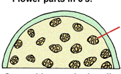 <p>This type of angiosperm have vascular tissue that is scattered in cross section of the stem…</p>