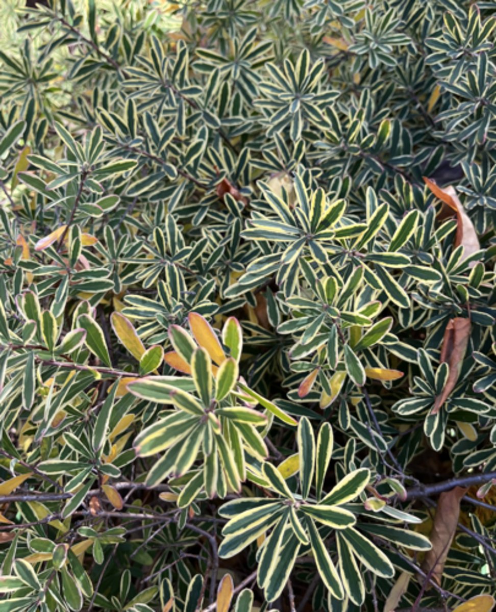 <p>variegated yellow margin, low woody plant</p>