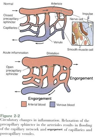 <p>Active hyperemia</p>