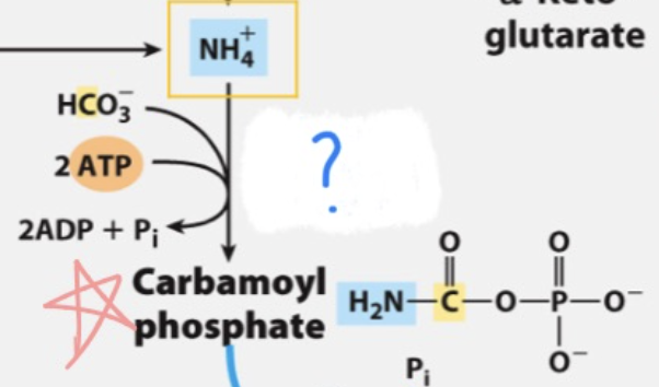 <p>Carbamoyl phosphate synthetase I (CPS1) </p>