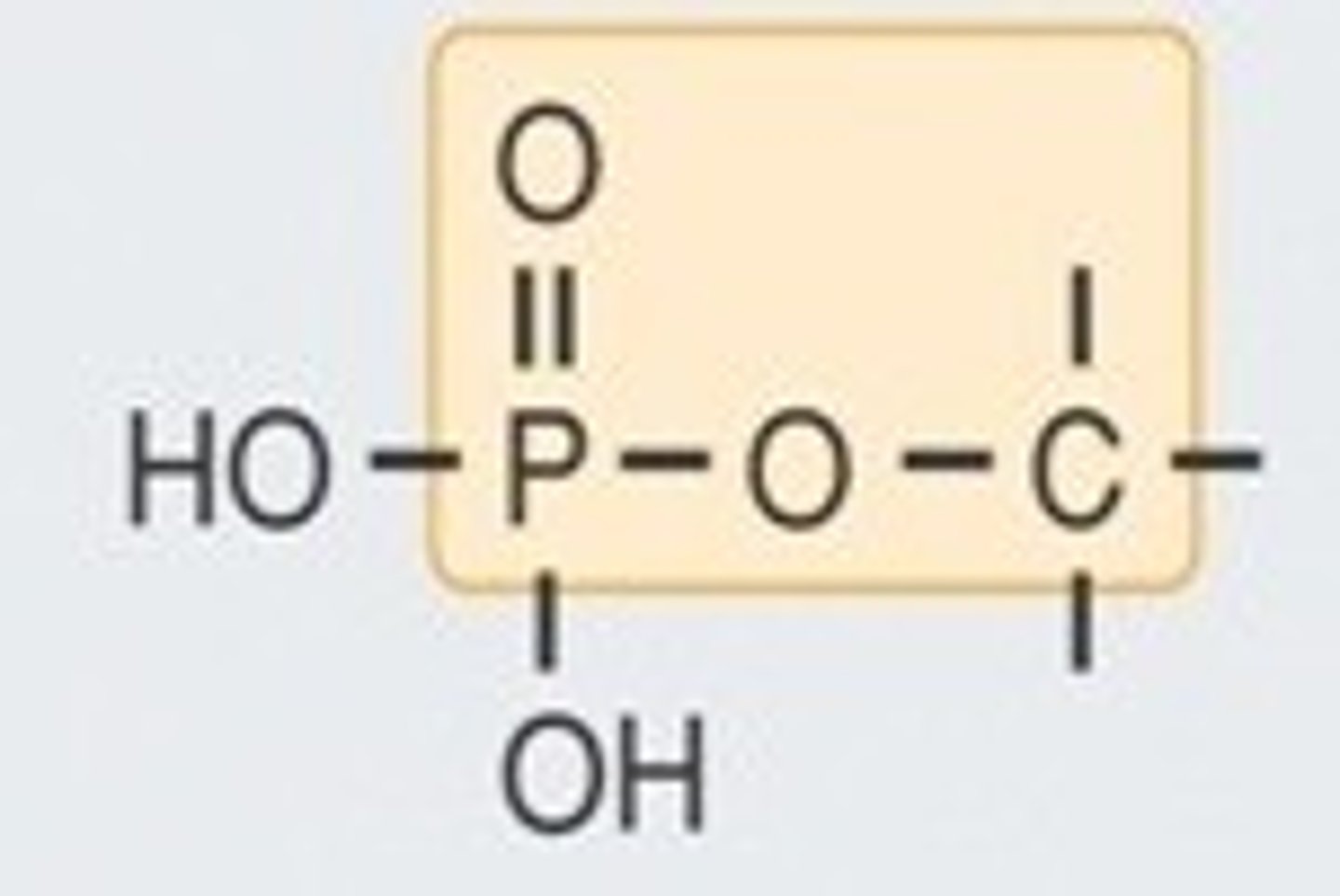 <p>the linkage between the five prime sugar hydroxyl and a phosphate group</p>