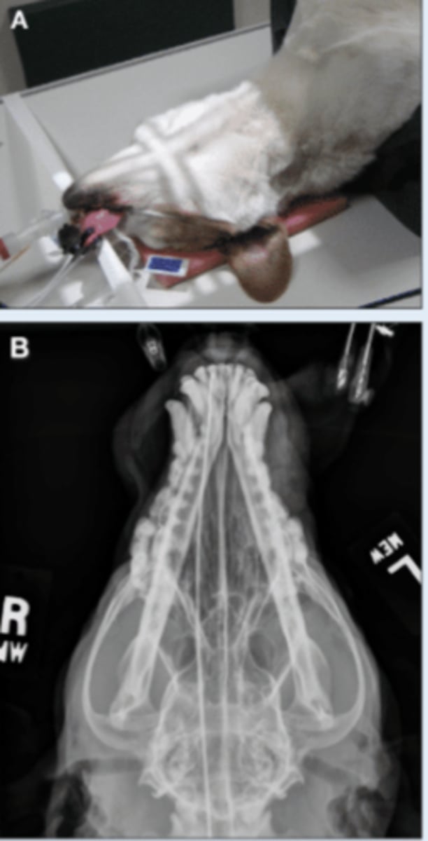 <p>• Patient in dorsal recumbency</p><p>• Markers to indicate laterality</p>