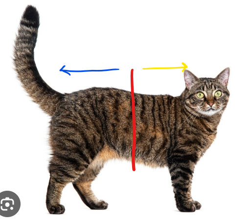 <p>What positional term would you associate with the<span style="color: blue;"> <strong>BLUE </strong></span>line </p>