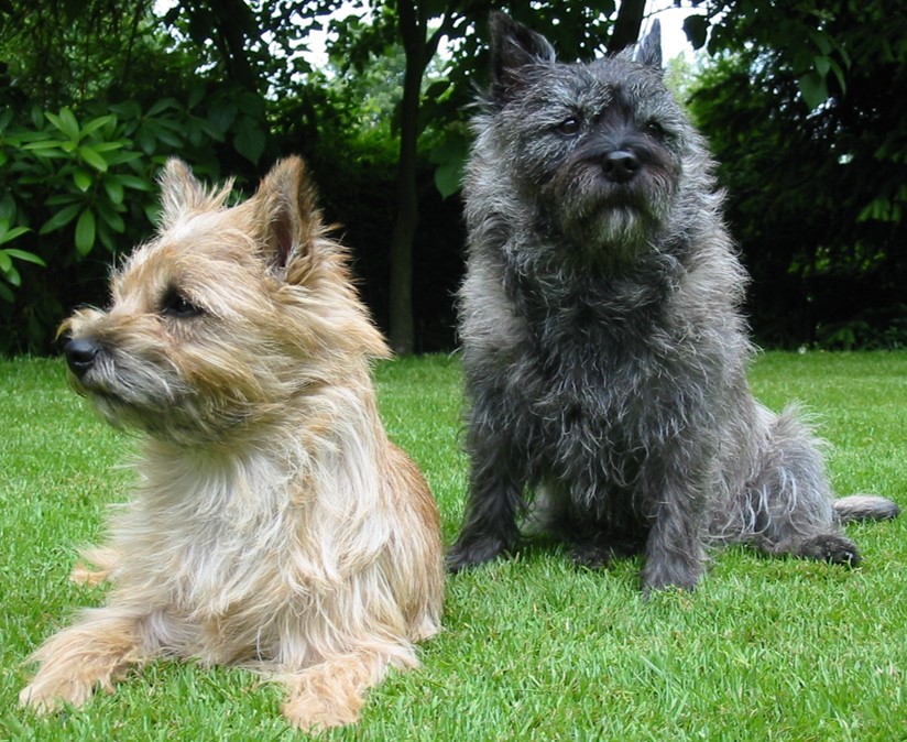 <p></p><p>cairn Terrier</p>