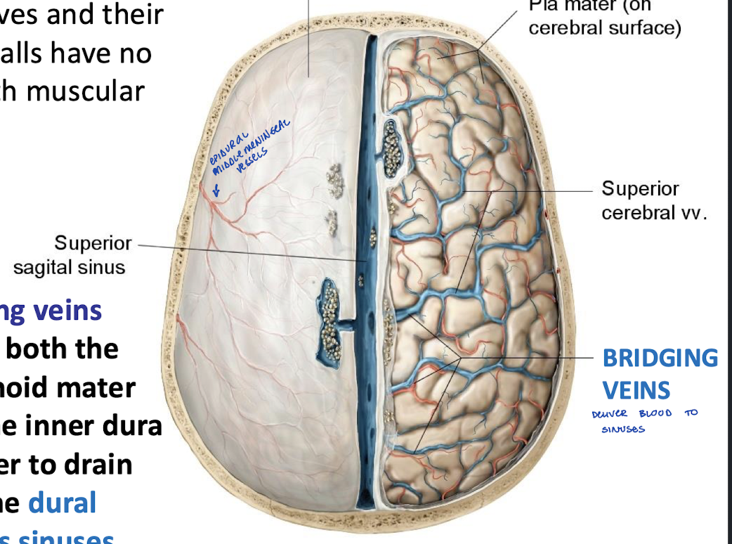 <p>They pierce both the arachnoid mater and the inner dura in order to drain  into the dural venous sinuses</p>