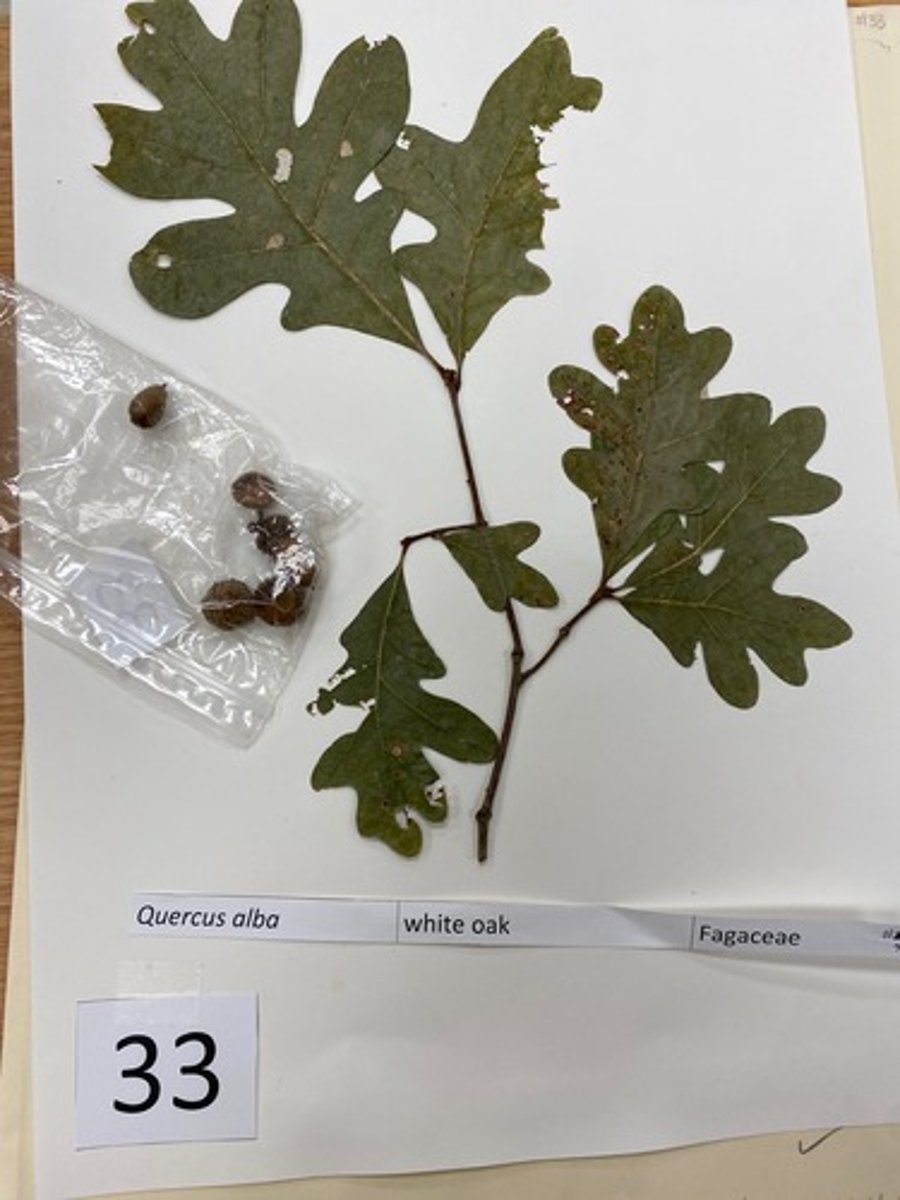 <p>Quercus alba (Fagaceae)</p>