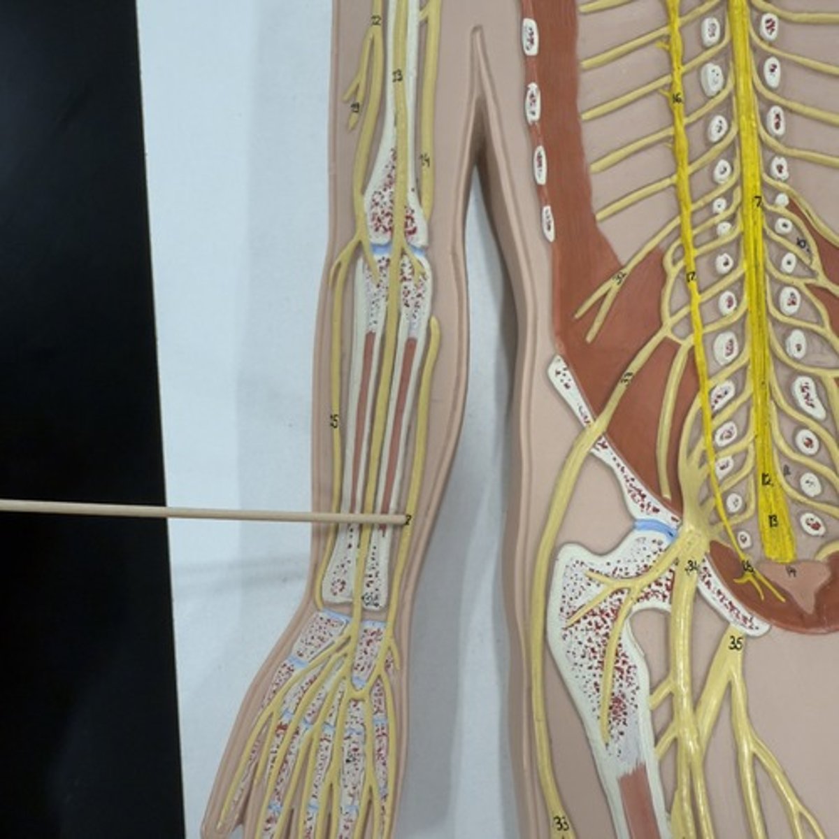 <p>Identify the nerve.</p>