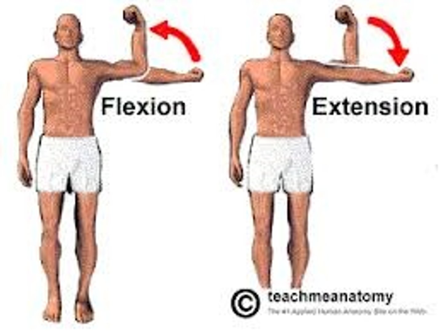 <p>Flexion: decrease angle</p><p>Extension: increase angle</p>