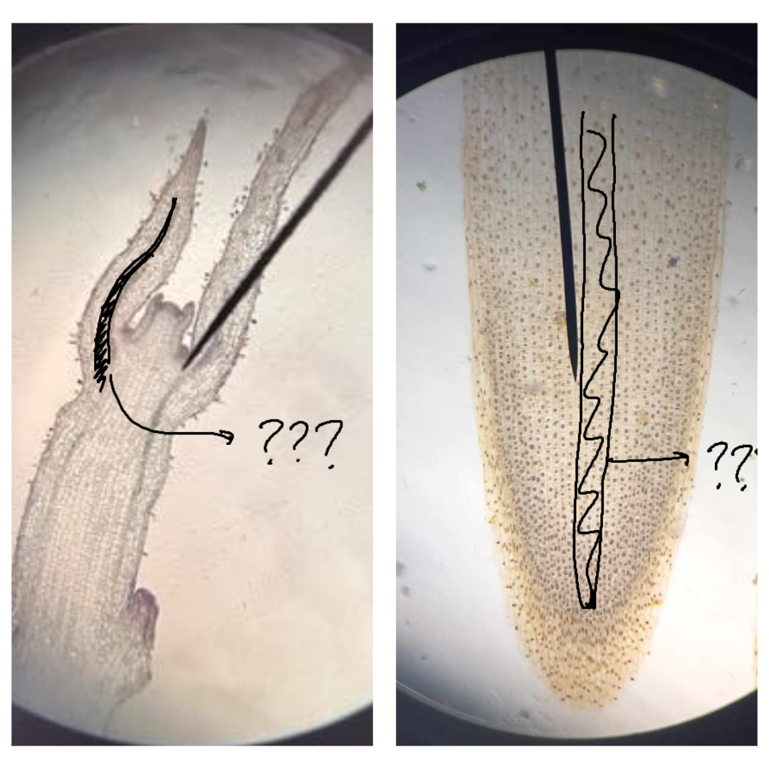 <p><span>part of the primary meristem; gives rise to the vascular tissues (primary xylem and primary phloem)</span></p>