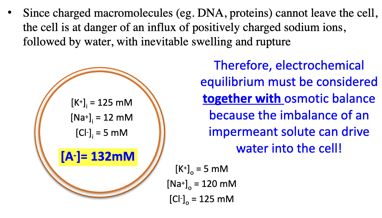 <p>They can trap cations inside, pulling in water → swelling and rupture unless balance is maintained.<br><br>Electrochemical equilibrium must be considered <strong><u>together with</u></strong> osmotic balance because the imbalance of an impermeant solute can drive water into the cell!</p>