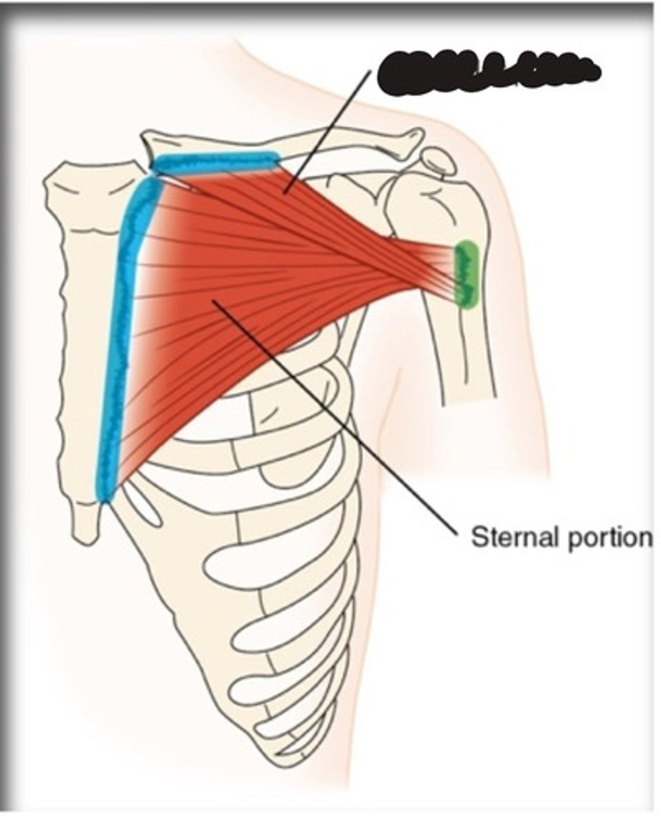 <p>What muscle is this?</p>