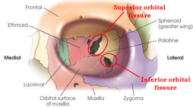 <p>cleft between greater and lesser wings of sphenoid</p>