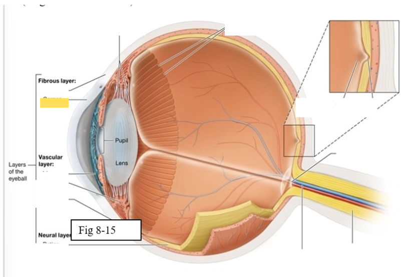 <p><span style="background-color: transparent; font-family: &quot;Times New Roman&quot;, serif;"><span>bends light as it enters the eye</span></span></p>