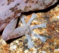 <p>Gekkota, Phyllodactylidae</p>