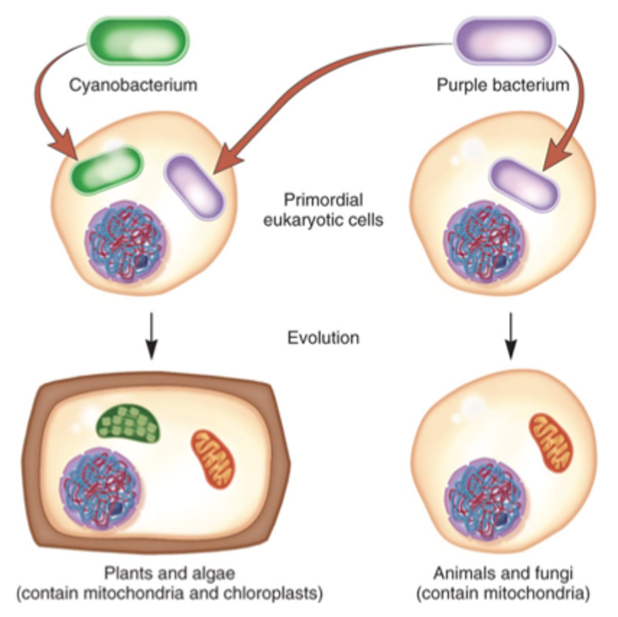 <p>The original internalisation of prokaryotes by an ancestral eukaryotic cell resulting in the formation of mitochondria and chloroplasts.</p>