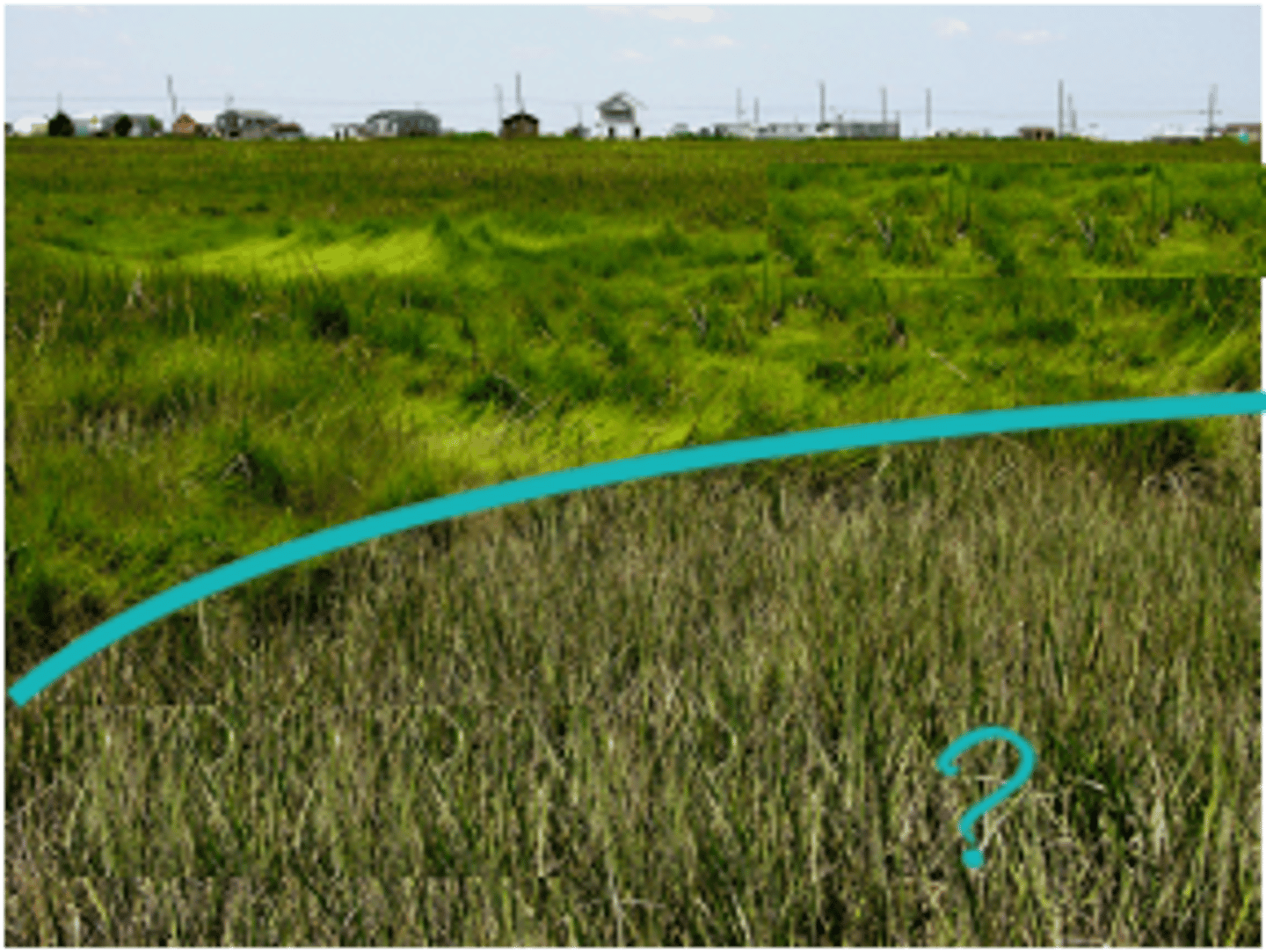 <p>the portion of a salt marsh that occupies the lower intertidal zone and that is covered by tidal water much of the day</p>