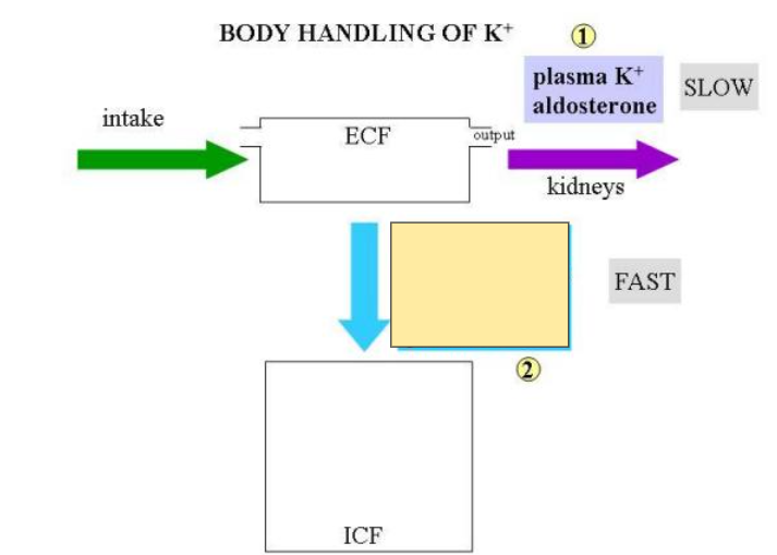 <p>In the image, what regulates transport of K+ from the extracellular space to the intracellular space? (occurs quickly)</p>