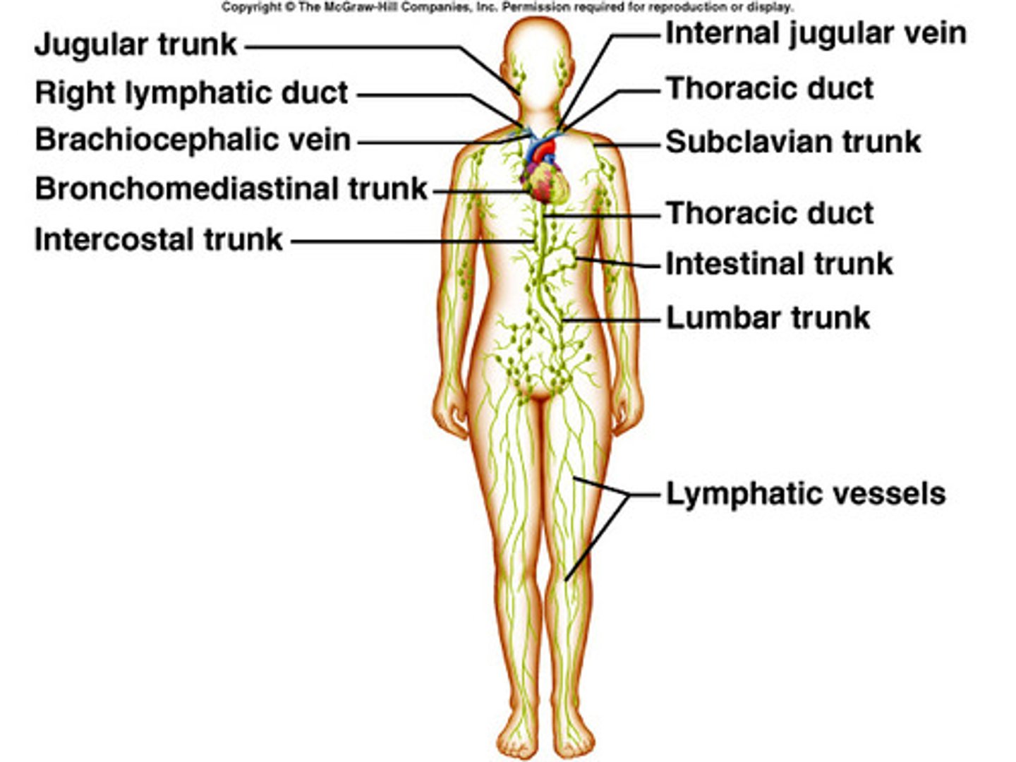 <p>jugular, subclavian, bronchomediastinal, intercostal, intestinal, lumbar</p>
