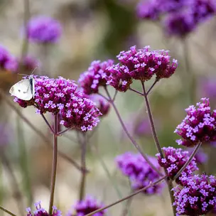 <p>Verbena bonariensis</p><p>A tall  herbaceous perennial with erect, branching stems to 2m in height, bearing sparse, oblong leaves. Numerous branched clusters of small, lilac-purple flowers appear from summer to autumn; these are a good nectar source for pollinating insects</p>