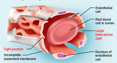 <p>most permeable and occur in limited locations</p><p>occur in liver, bone marrow, spleen, and adrenal medulla</p><p>have large intercellular clefts as well as fenestrations</p><ul><li><p>few tight junctions</p></li></ul><p>have incomplete basement membranes</p><p>allow for large molecules and even cells to pass across their walls&nbsp;</p>