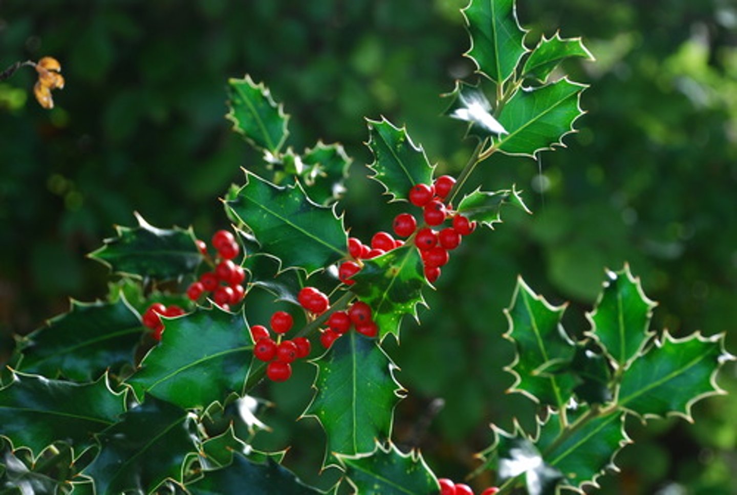 <p>Festive but Invasive</p><p>- Introduced from Europe as a decorative garden shrub and source of holiday greenery. Now an invasive evergreen.</p><p>- Recognizable by its glossy, dark green leaves with sharp spines and red berries in winter.</p><p>Ecological Impact</p><p>- Grows in dense thickets that shade out native plants, reducing biodiversity in the understory.</p><p>- Birds eat the berries and spread the seeds deep into forests, where holly can thrive in both sun and shade.</p><p>- Its tough leaves and lack of natural predators in North America give it a competitive edge over native shrubs.</p><p>Identification & Control</p><p>- Leaves are simple (not compound), with a shiny surface and spiny edges, unlike the leaves of Oregon grape.</p><p>- Can grow as a shrub or small tree, up to 10 metres tall in some areas.</p><p>- Removal is challenging—plants often resprout from roots, so full extraction or repeated cutting is needed for control.</p>