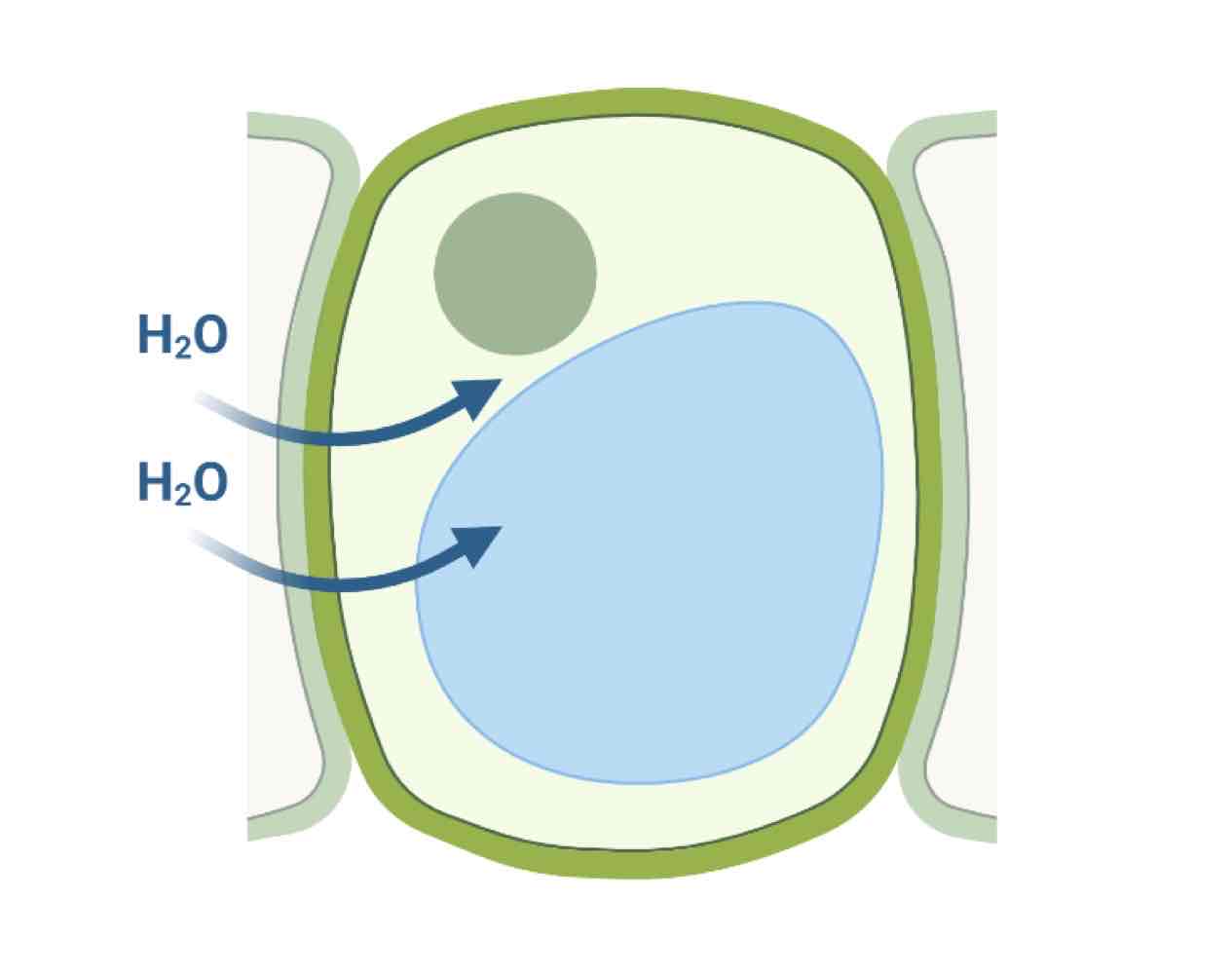 <p>The ocurrence when water is rushing out of the cell, ultimately stretching, but not breaking, the cell wall.</p>