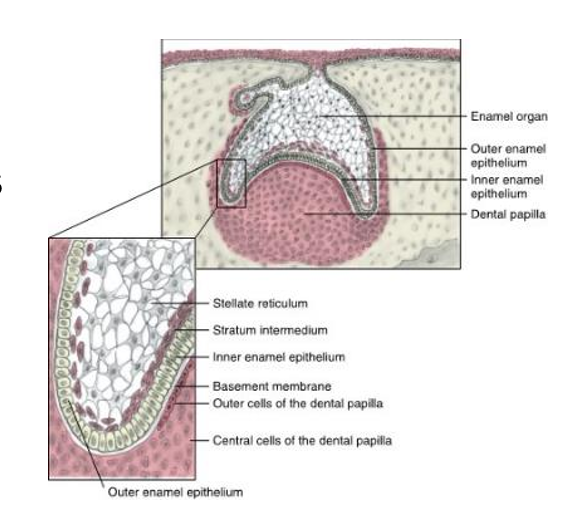 <ul><li><p>fourth stage of odontogenesis</p></li><li><p>continuation of ongoing process of proliferation, differentiation, and morphogenesis</p></li><li><p>four different types of cells are now formed within the<strong> enamel organ</strong></p></li><li><p>(from outer to inner)</p><ul><li><p>outer enamel epithelium (OEE)</p></li><li><p>stellate reticulum</p></li><li><p>stratum intermedium</p></li><li><p>inner enamel epithelium (IEE)</p></li></ul></li><li><p>assumes a three dimensional bell shape</p></li><li><p><strong>dental papilla</strong> cell differentiation</p><ul><li><p>outer cells → become odontoblasts</p></li><li><p>inner cells → become pulp tissue</p></li></ul></li><li><p>dental sac increases amount of collogen fibers forming around enamel organ</p></li><li><p><strong>dental lamina is disintegrating so tooth continues development divorced from oral epithelium</strong></p></li></ul><p></p>