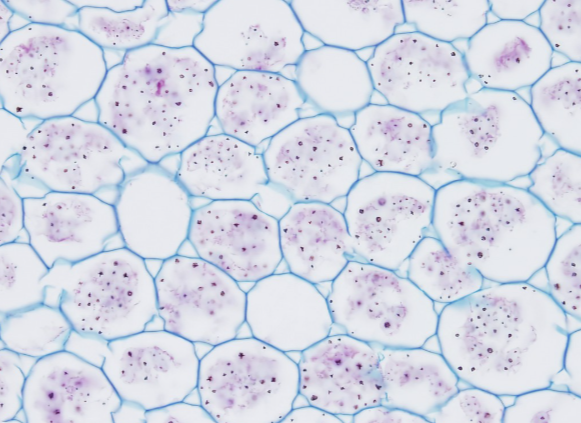 <p>in stems and roots, this cell is responsible for cellular respiration and energy storage</p>