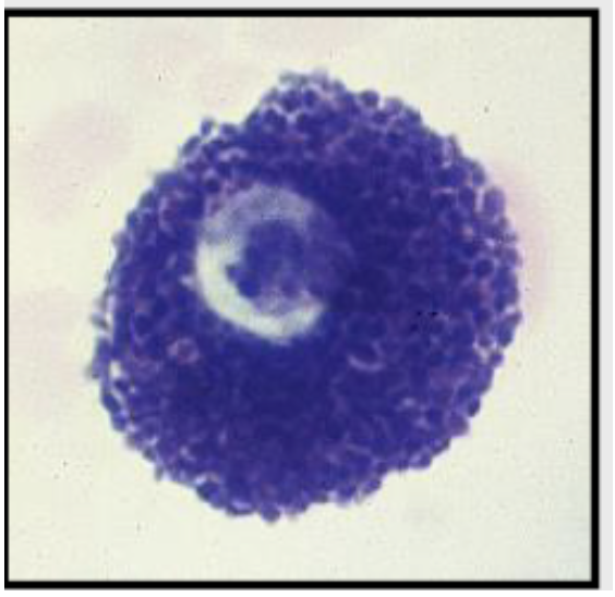 term image