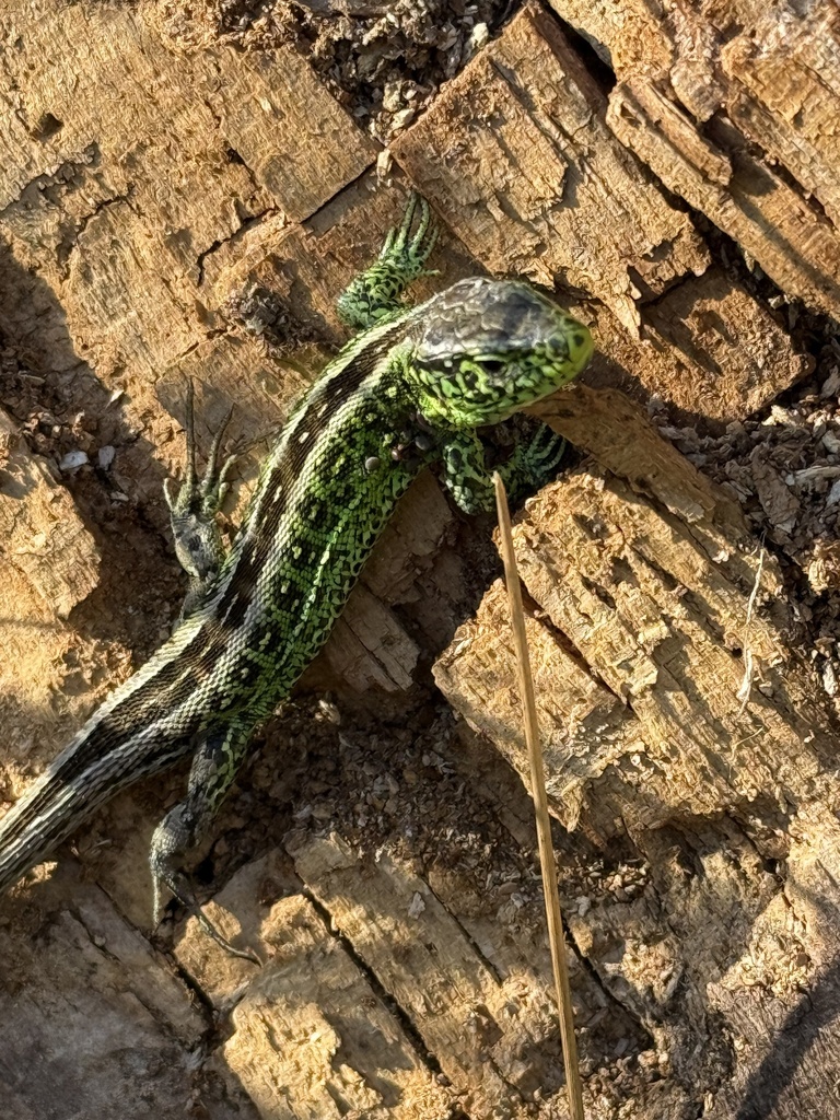 <p>Lacerta agilis</p>