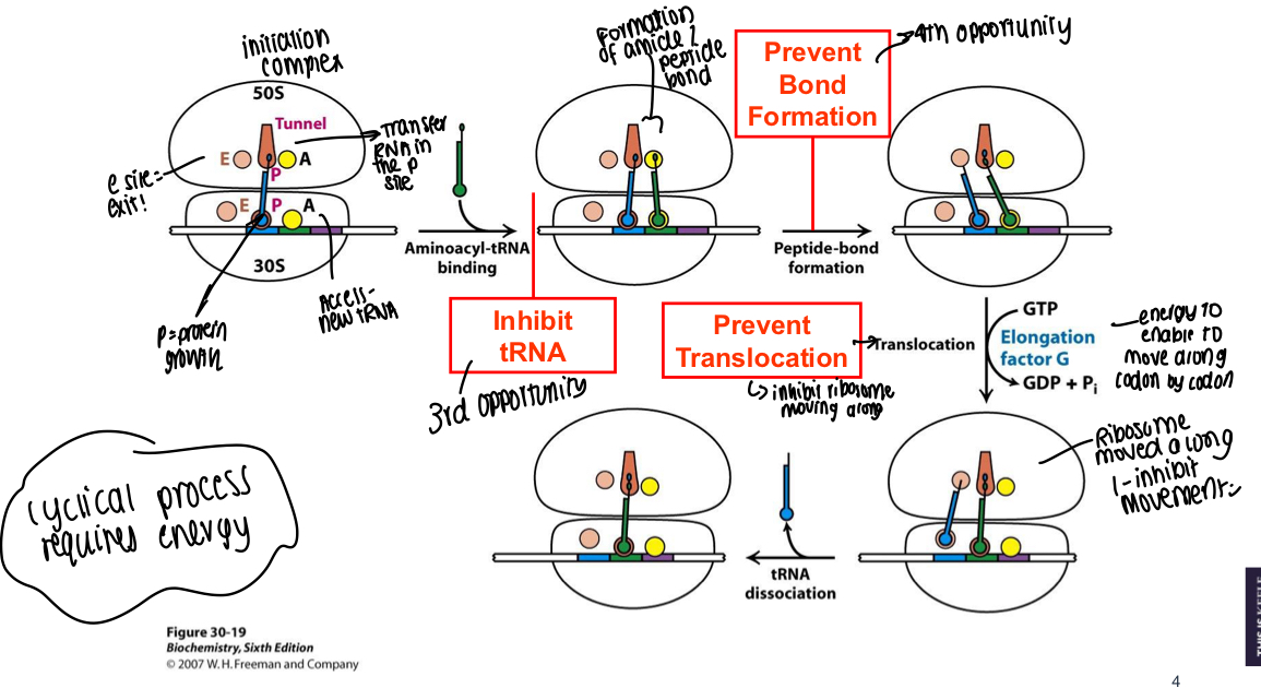 <ul><li><p>TRNA in P site, e site is where tRNA leaves and access site is where new tRNA enters </p></li><li><p>Amide/peptide bond formed between 2 mRNAs  </p></li><li><p>Bond is formed between the molecules</p></li><li><p>Translocation occurs using energy to move along codon by codon - ribosome moves position e.g., molecule previously in P site moves to E </p></li><li><p>Cycle continues until end codon found </p></li></ul><p></p>