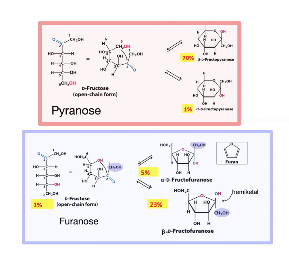 <p>Formed by a rx between a <span style="color: rgb(76, 200, 222)">ketone @ C2</span> and <span style="color: rgb(234, 51, 193)">OH @ C5</span>, forming a pair of anomers that differ only in stereochemistry around hemiketal carbon. Forms 5-membered furanose rings, but can form 6-membered pyranose rings when less sterically hindered</p><p>✦ 𝛼 form has OH opposite C6</p><p>✦ 𝛽 form has OH on the same side as C6</p><p>✧ 𝛽-fructofuranose reduces steric hindrance, but 𝛽-fructopyranose is much more stable in solution (favorable chair conf.)</p><img src="https://knowt-user-attachments.s3.amazonaws.com/ec22d359-1b56-4612-b231-47202d9b5552.png" data-width="25%" data-align="center"><p></p>