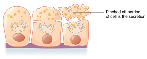 <p>apocrine secretion</p>