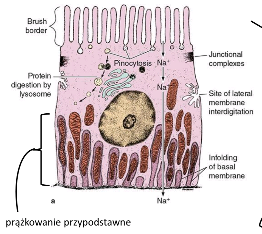 <ul><li><p><strong>Definicja:</strong> Wpuklenia błony komórkowej oddzielające kolumny mitochondriów.</p></li><li><p><strong>Rola:</strong> Zwiększa powierzchnię i nasila transport jonów przez błonę komórkową.</p></li><li><p><strong>Występowanie:</strong> Komórki kanalików nerkowych oraz przewody wyprowadzające ślinianek.</p></li></ul><p></p>