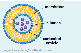 <p>Vesicle</p>