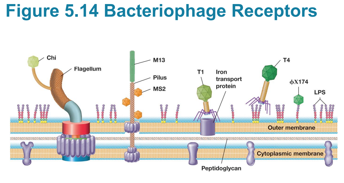 <p><span data-name="black_small_square" data-type="emoji">▪</span> Receptors for T4 are LPS carbohydrate</p>